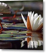 Water Lily Metal Print