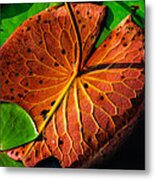 Water Lily Pad Metal Print