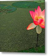 Water Lily Metal Print