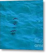 Water Skimmers Metal Print