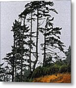 Weathered Fir Tree Above The Ocean Metal Print