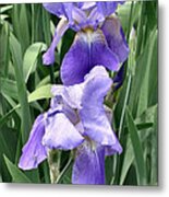 Wedding Iris Metal Print