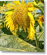 Weeping Sunflower Metal Print