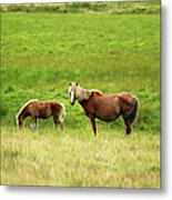 Welsh Mountain Pony And Foal Metal Print