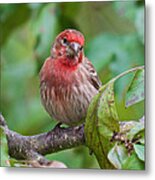 House Finch - Were You Talking To Me Metal Print