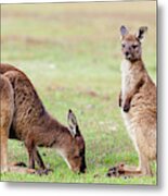 Western Grey Kangaroo (macropus Metal Print