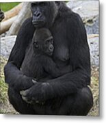 Western Lowland Gorilla Mother And Baby Metal Print