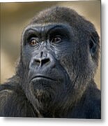 Western Lowland Gorilla Portrait Metal Print