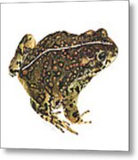 Western Toad Metal Print