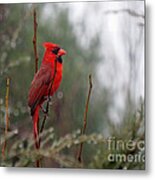 Wet Day Metal Print