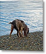 Wet Dog On Beach Metal Print