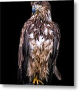 Wet Feathers Metal Print