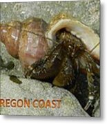 Wet Hermit Crab Metal Print