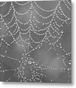 Wet Web Metal Print