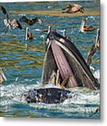 Whale Almost Eating A Pelican Metal Print