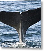 Whale Diving Metal Print