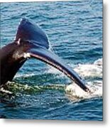 Whale Tail Metal Print