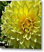 What Do You Know, More Flowers Metal Print