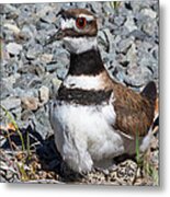 What Eggs? Metal Print