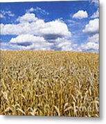 Wheat Field Metal Print