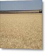 Wheat Fields Forever Metal Print