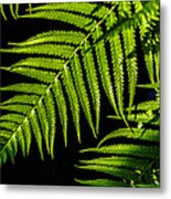 Where The Green Fern Grows Metal Print