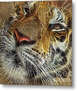 Whiskers Of The Tiger Metal Print