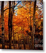 Aspen Sunglow Metal Print