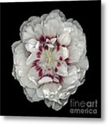 White And Red Double Tulip Metal Print