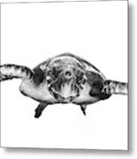 White And Turtle Metal Print