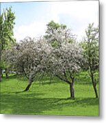 White Apple Blossoms And Austrian Landscape Metal Print