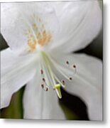White Azalea Flower Whispers Metal Print
