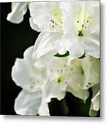 White Azalea Flowers Metal Print