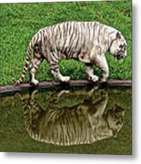 White Tiger Reflections Hawaii Metal Print