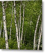 White Birch Metal Print