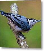 White-breasted Nuthatch Metal Print