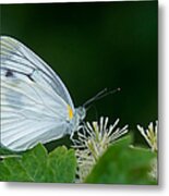 White Butterfly Feeding On Beige Flowers Metal Print