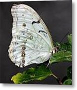 White Butterfly Metal Print
