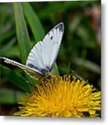 White Butterfly On Yellow Flower  By Leif Sohlman Metal Print