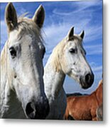 White Camargue Horses Metal Print