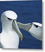 White-capped Albatrosses Courting Metal Print