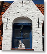 White Cat At Blue Window Metal Print