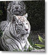 White Cats Metal Print