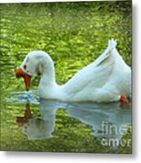 White Chinese Goose Curtsy Metal Print