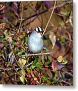 White Crowned Sparrow Metal Print