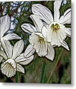 White Daffodil Flowers Metal Print