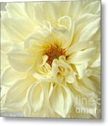 White Dahlia Metal Print