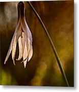 White Dogtooth Violet Metal Print