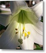 White Easter Lily Metal Print