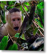 White-faced Capuchin Monkey Metal Print